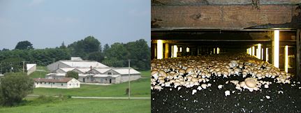 Left: Mushroom Houses, Right: Mushrooms ready for harvest Photos by Scott Gantt. New Garden Township
