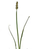 Carex Conjuncta