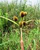 Cyperus Echinatus